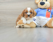 5 week old Cavalier King Charles Spaniel Puppy For Sale - Florida Fur Babies