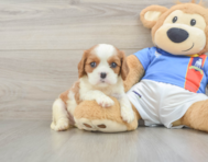 5 week old Cavalier King Charles Spaniel Puppy For Sale - Florida Fur Babies