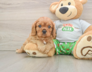 6 week old Cavalier King Charles Spaniel Puppy For Sale - Florida Fur Babies