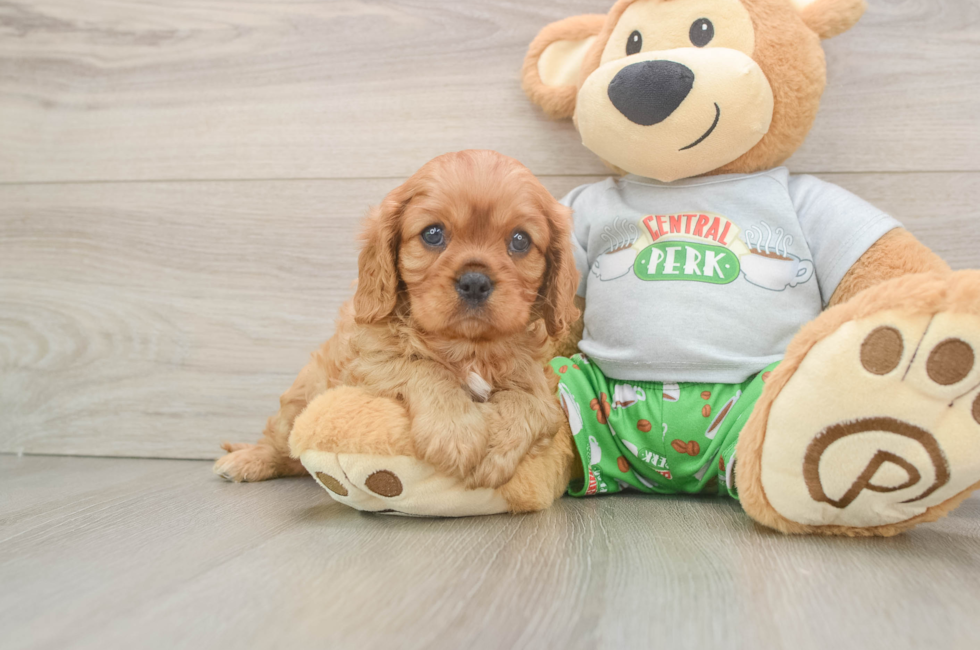 6 week old Cavalier King Charles Spaniel Puppy For Sale - Florida Fur Babies