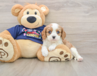 5 week old Cavalier King Charles Spaniel Puppy For Sale - Florida Fur Babies