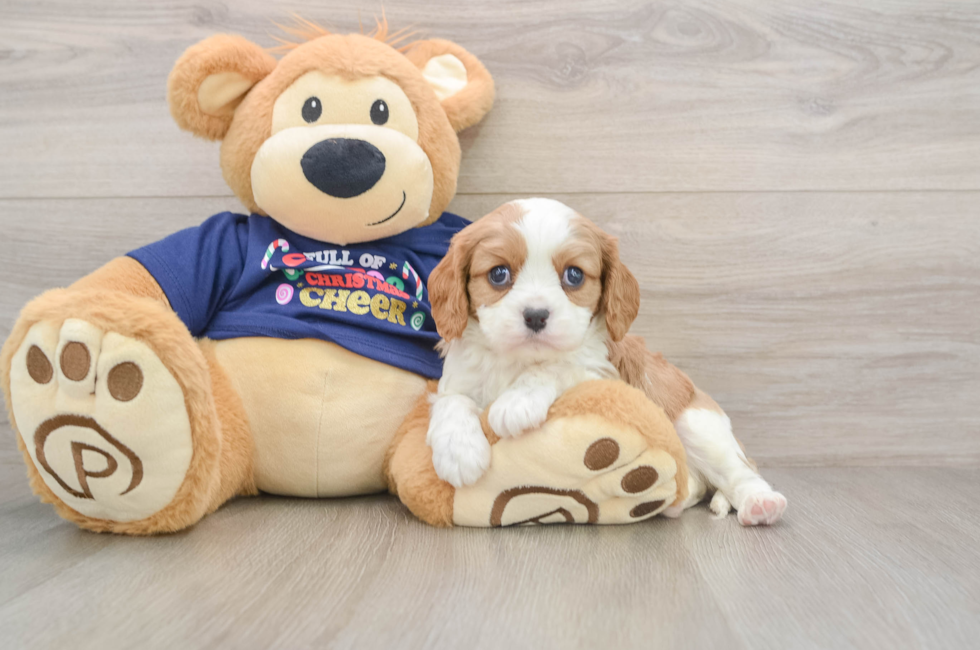 5 week old Cavalier King Charles Spaniel Puppy For Sale - Florida Fur Babies