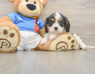 6 week old Cavalier King Charles Spaniel Puppy For Sale - Florida Fur Babies