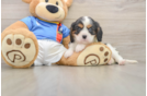 Little Cavalier King Charles Spaniel Purebred Pup