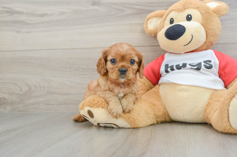 Meet Beverly - our Cavalier King Charles Spaniel Puppy Photo 1/3 - Florida Fur Babies