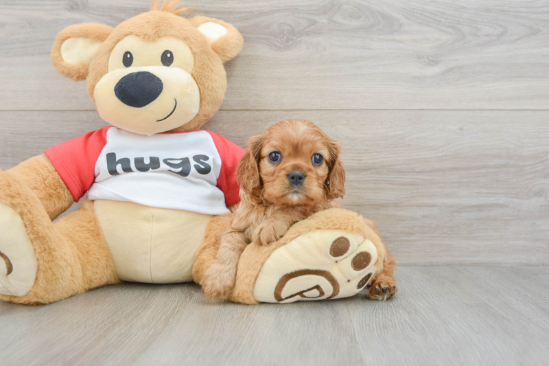 Meet Beverly - our Cavalier King Charles Spaniel Puppy Photo 3/3 - Florida Fur Babies