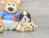 5 week old Cavalier King Charles Spaniel Puppy For Sale - Florida Fur Babies