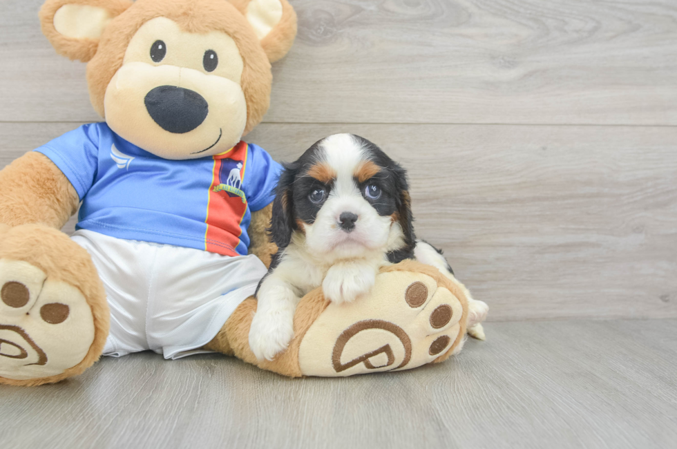 7 week old Cavalier King Charles Spaniel Puppy For Sale - Florida Fur Babies
