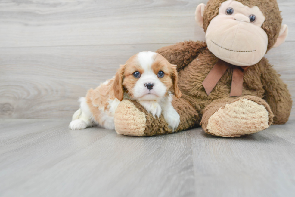 Meet Beverly - our Cavalier King Charles Spaniel Puppy Photo 2/3 - Florida Fur Babies