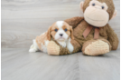 Meet Beverly - our Cavalier King Charles Spaniel Puppy Photo 2/3 - Florida Fur Babies