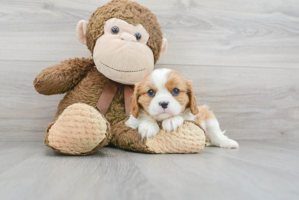 Meet Beverly - our Cavalier King Charles Spaniel Puppy Photo 1/3 - Florida Fur Babies
