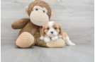 Meet Beverly - our Cavalier King Charles Spaniel Puppy Photo 1/3 - Florida Fur Babies