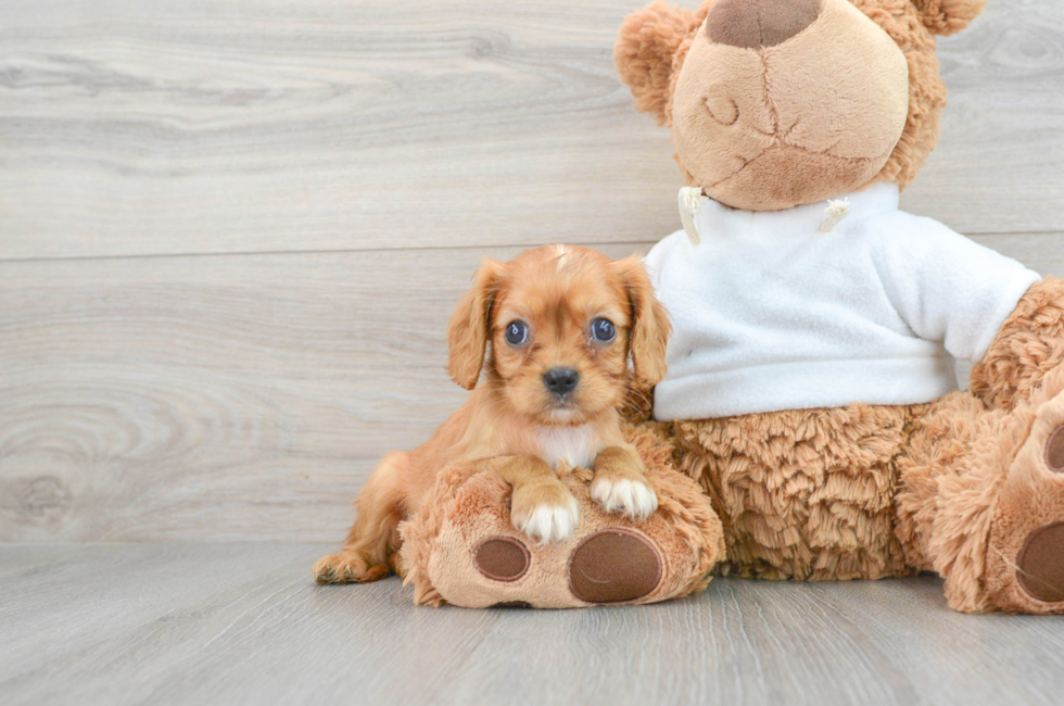 8 week old Cavalier King Charles Spaniel Puppy For Sale - Florida Fur Babies