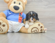 5 week old Cavalier King Charles Spaniel Puppy For Sale - Florida Fur Babies