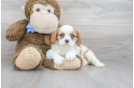 Meet Bonita - our Cavalier King Charles Spaniel Puppy Photo 1/3 - Florida Fur Babies