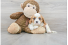 Meet Bonita - our Cavalier King Charles Spaniel Puppy Photo 1/3 - Florida Fur Babies