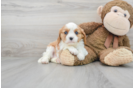 Meet Bonita - our Cavalier King Charles Spaniel Puppy Photo 2/3 - Florida Fur Babies