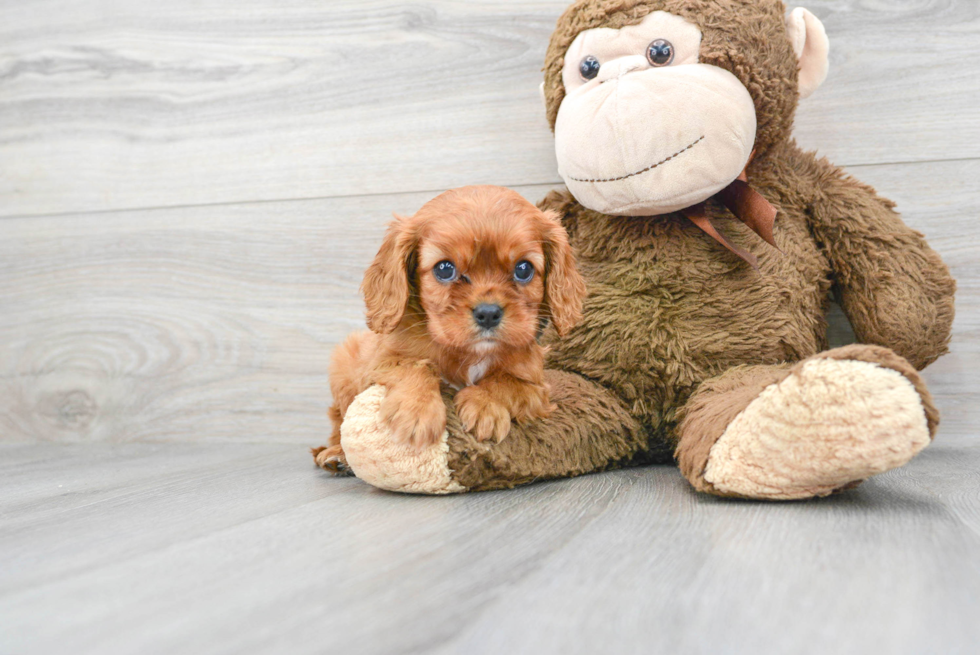 Cavalier King Charles Spaniel Pup Being Cute
