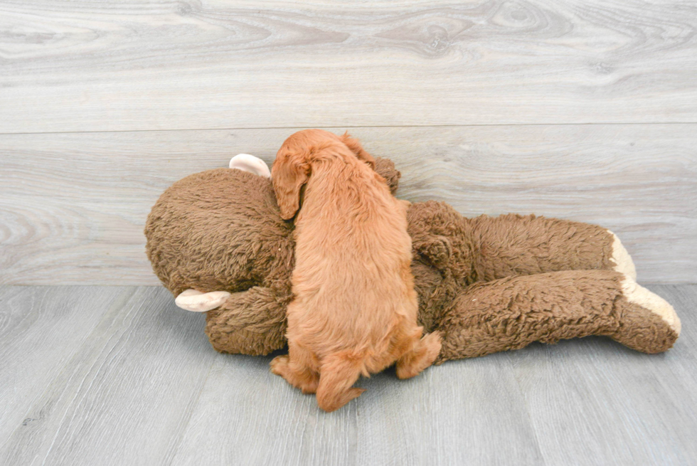 Cavalier King Charles Spaniel Pup Being Cute