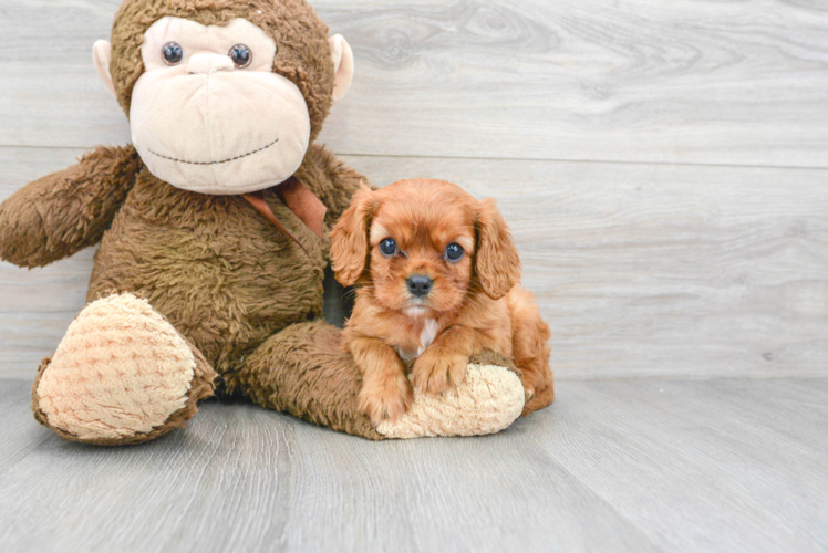 Cavalier King Charles Spaniel Puppy for Adoption