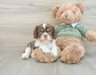 6 week old Cavalier King Charles Spaniel Puppy For Sale - Florida Fur Babies