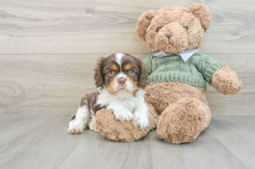 6 week old Cavalier King Charles Spaniel Puppy For Sale - Florida Fur Babies