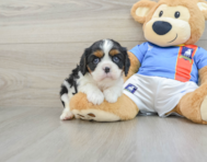 5 week old Cavalier King Charles Spaniel Puppy For Sale - Florida Fur Babies