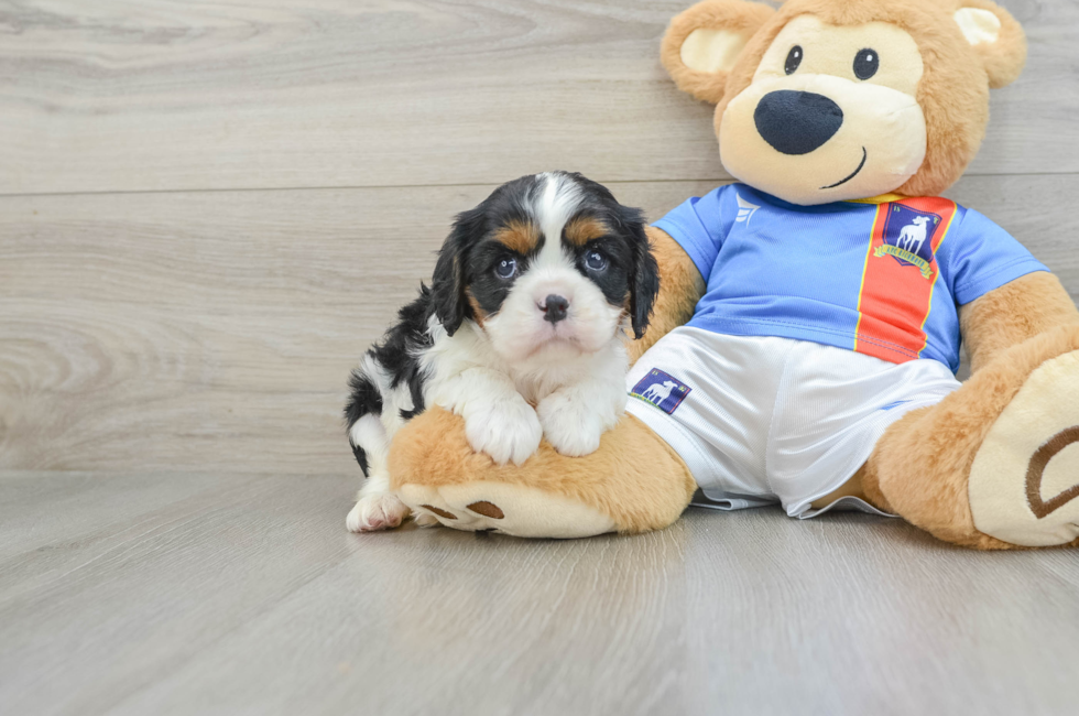 6 week old Cavalier King Charles Spaniel Puppy For Sale - Florida Fur Babies