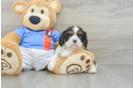 Cavalier King Charles Spaniel Pup Being Cute