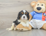 5 week old Cavalier King Charles Spaniel Puppy For Sale - Florida Fur Babies