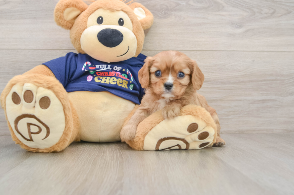 5 week old Cavalier King Charles Spaniel Puppy For Sale - Florida Fur Babies