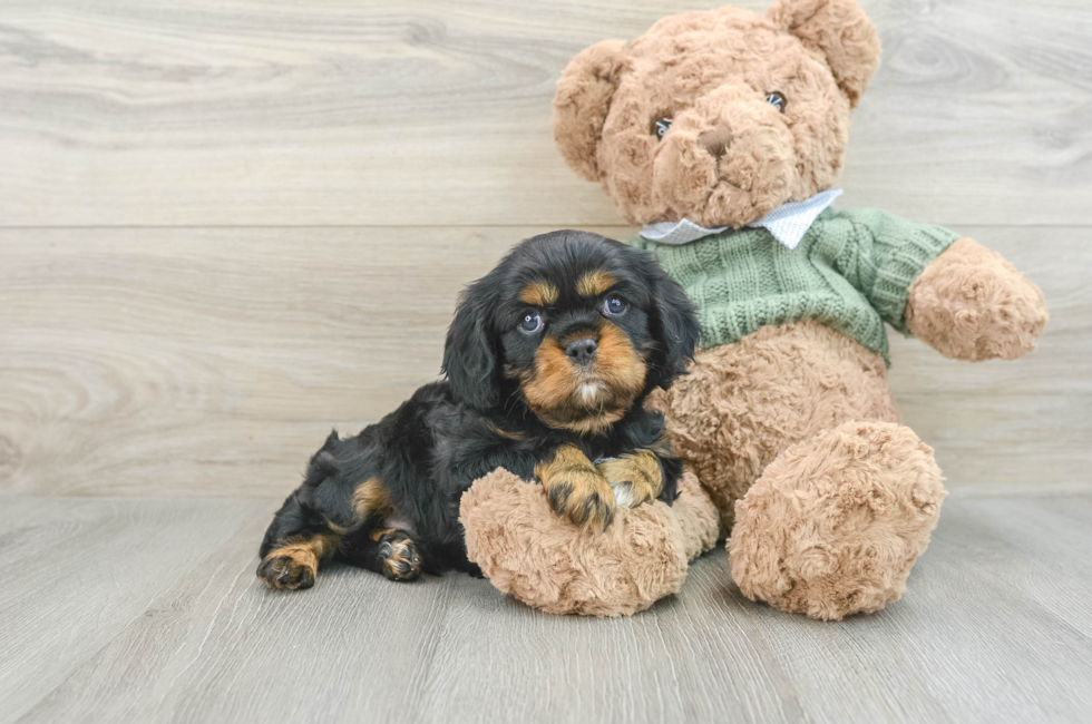 6 week old Cavalier King Charles Spaniel Puppy For Sale - Florida Fur Babies