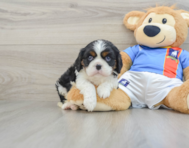 5 week old Cavalier King Charles Spaniel Puppy For Sale - Florida Fur Babies