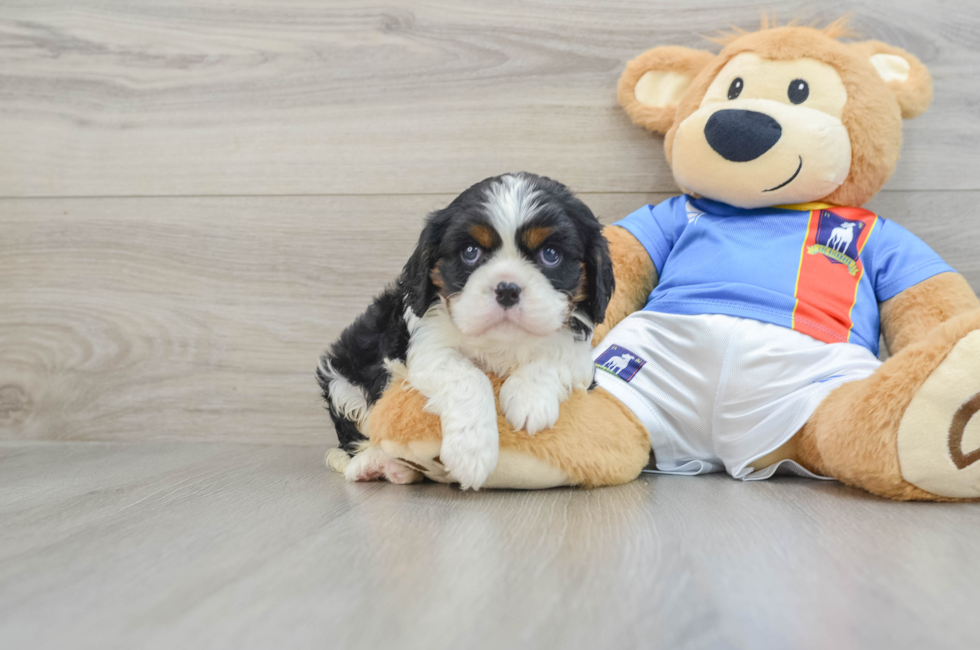 6 week old Cavalier King Charles Spaniel Puppy For Sale - Florida Fur Babies