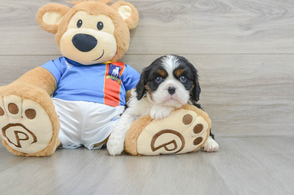 Happy Cavalier Purebred Puppy