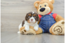 Cavalier King Charles Spaniel Puppy for Adoption