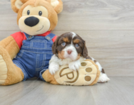 7 week old Cavalier King Charles Spaniel Puppy For Sale - Florida Fur Babies