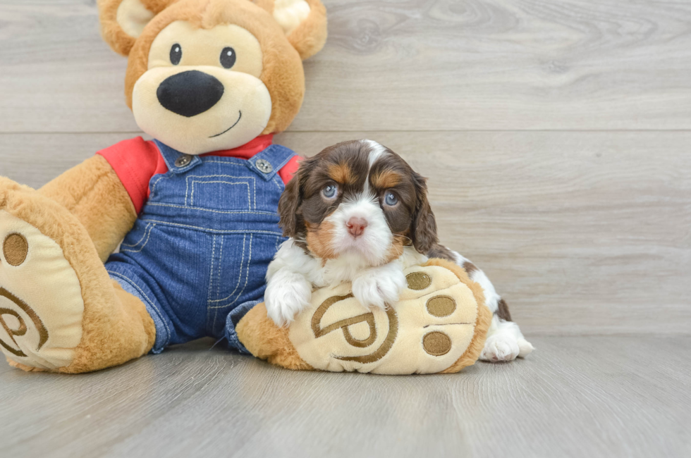 7 week old Cavalier King Charles Spaniel Puppy For Sale - Florida Fur Babies