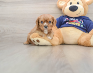 5 week old Cavalier King Charles Spaniel Puppy For Sale - Florida Fur Babies