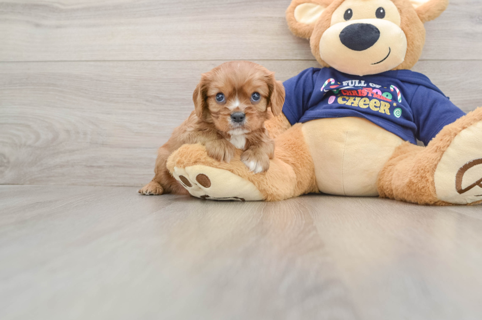 5 week old Cavalier King Charles Spaniel Puppy For Sale - Florida Fur Babies