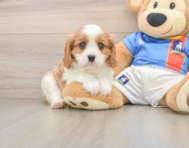 6 week old Cavalier King Charles Spaniel Puppy For Sale - Florida Fur Babies