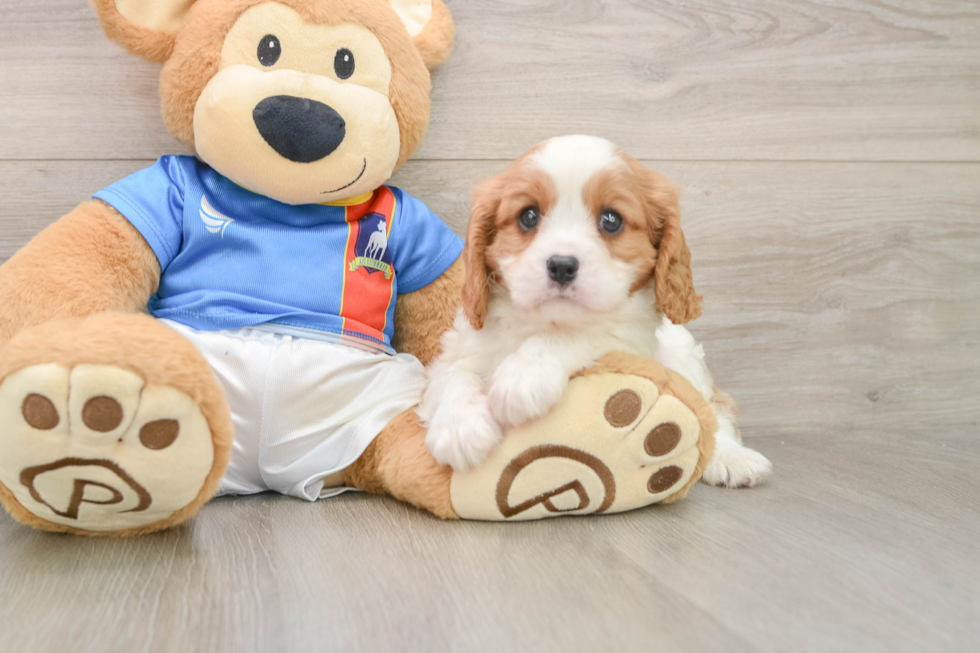 Cavalier King Charles Spaniel Puppy for Adoption