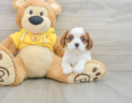 8 week old Cavalier King Charles Spaniel Puppy For Sale - Florida Fur Babies