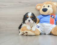 5 week old Cavalier King Charles Spaniel Puppy For Sale - Florida Fur Babies