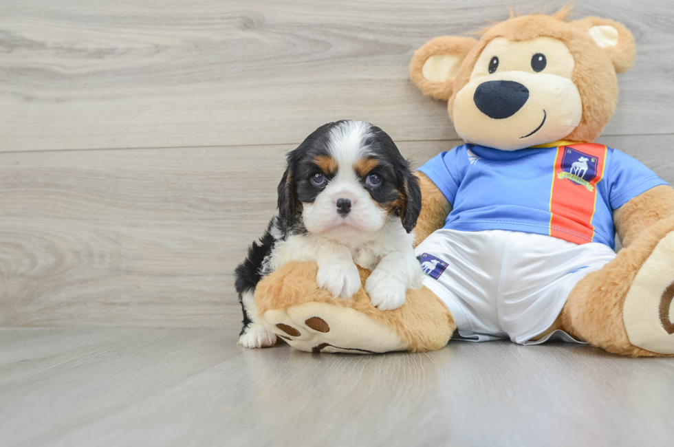 6 week old Cavalier King Charles Spaniel Puppy For Sale - Florida Fur Babies