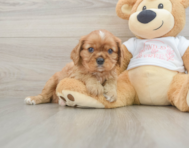5 week old Cavalier King Charles Spaniel Puppy For Sale - Florida Fur Babies