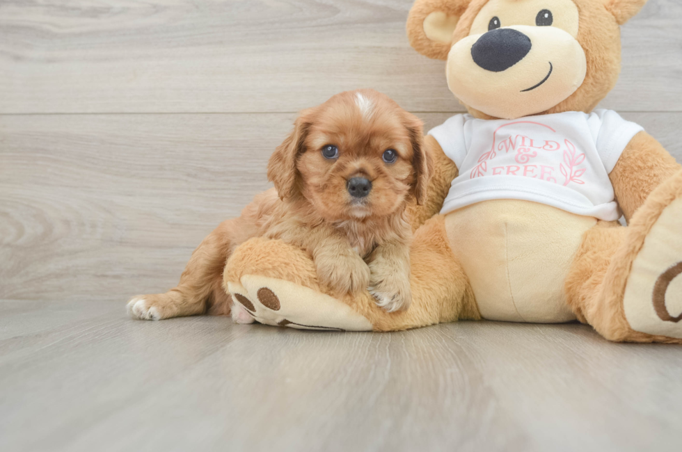 5 week old Cavalier King Charles Spaniel Puppy For Sale - Florida Fur Babies