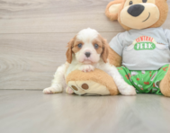 5 week old Cavalier King Charles Spaniel Puppy For Sale - Florida Fur Babies