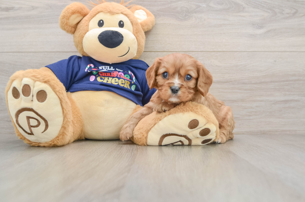 5 week old Cavalier King Charles Spaniel Puppy For Sale - Florida Fur Babies