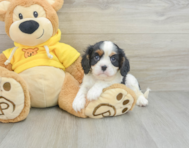 8 week old Cavalier King Charles Spaniel Puppy For Sale - Florida Fur Babies